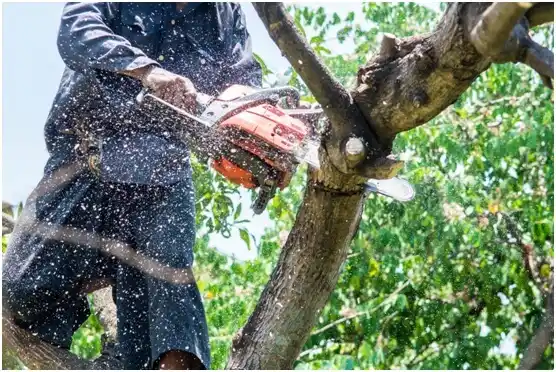 tree services Long Branch